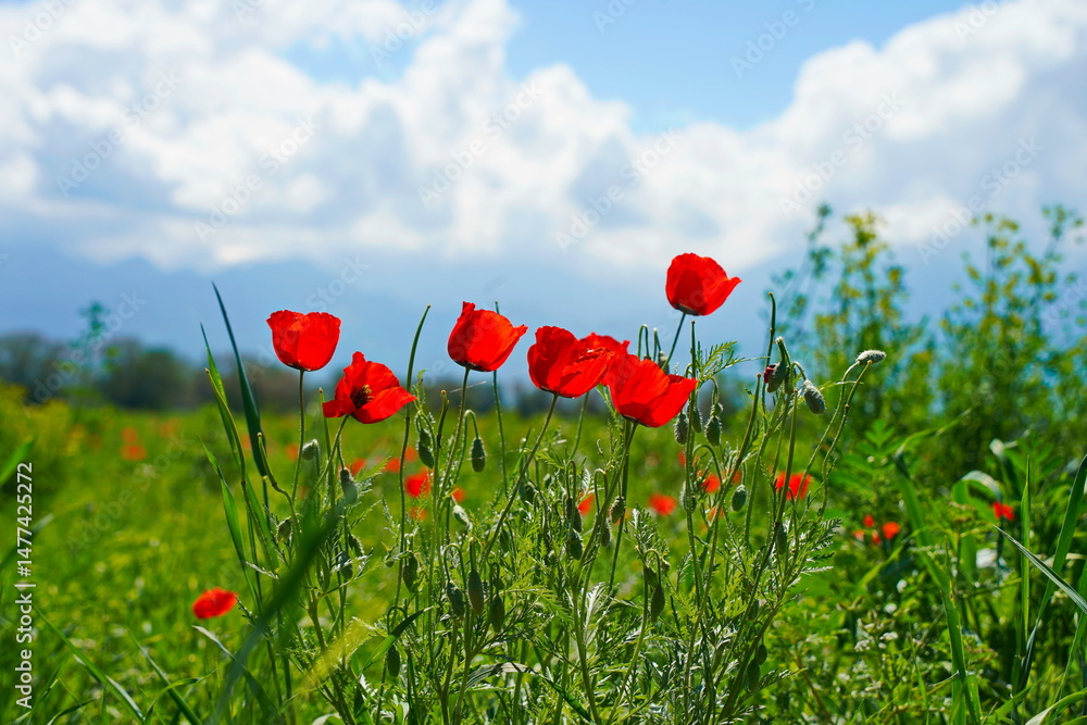 Obraz premium Bright red poppies in a large field. Spring.