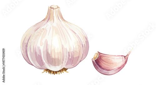 Detailed Watercolor Illustration Showcasing A Fresh Whole Garlic Bulb Alongside A Single Clove Rendered With Delicate Washes Of Pale Purple And Creamy White On A Pristine White Background