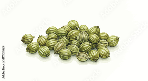 A Delicate Watercolor Painting Showcases A Cluster Of Green Coriander Seeds Rendered With Subtle Shading And Detailed Texture Against A Bright White Background Evoking A Natural And