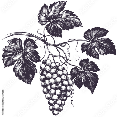 grape vine, grape, hand drawn vector illustration realistic sketch