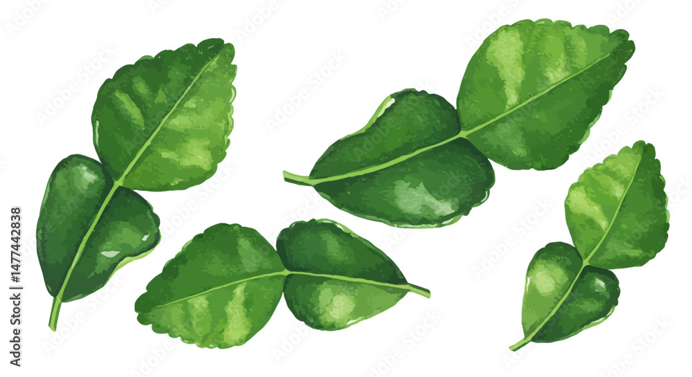 Fototapeta premium Watercolor Illustration Showcases The Vibrant Green Hues And Unique Double Leaf Structure Of Kaffir Lime Leaves Evoking A Sense Of Freshness And Natural Beauty On A Clean White Background