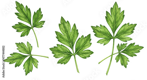 Watercolor Illustration Presents A Brown Mace Spice Fruit Naturally Depicted To Show Its Exterior And The Seeds Nestled Inside Reflecting Organic Texture In A Detailed Botanical Style
