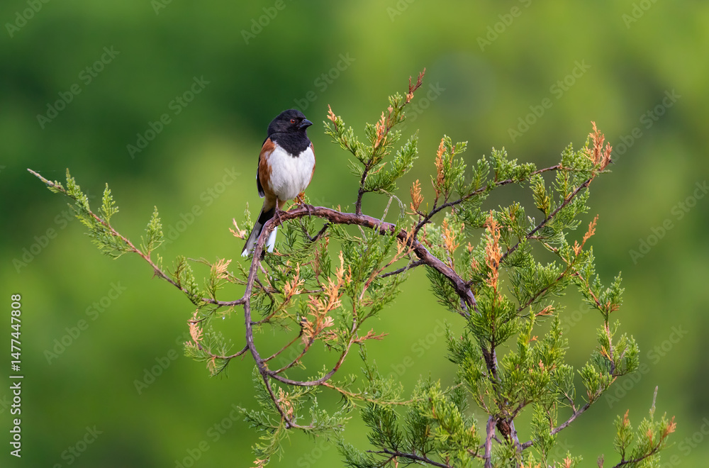 Fototapeta premium Eastern towhee atop a cedar tree