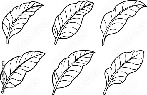Set of banana leaf outline vector illustration, line art