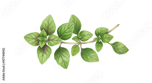 Watercolor Painting Showcases An Oregano Sprig With Vibrant Green Leaves Branching From A Slender Brown Stem Depicted In A Botanical Illustration Style Against A Stark White Background