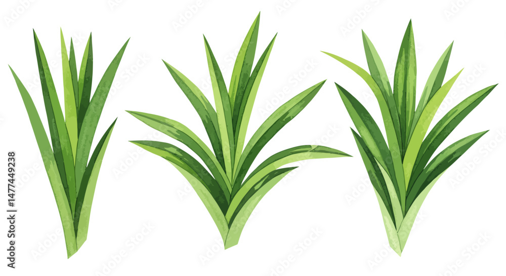 Fototapeta premium Three Vibrant Watercolor Illustrations Showcase Stylized Pandan Leaves Each Rendered With Delicate Gradients Of Green Hues And Intricate Details Creating A Fresh And Naturalistic