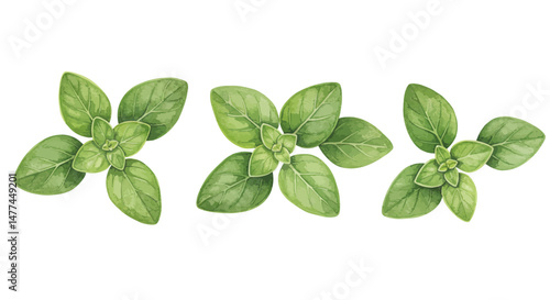 Three Oregano Sprigs Are Artistically Displayed Showcasing Their Vibrant Green Leaves And Intricate Vein Patterns In A Watercolor Style Illustration Against A Bright White Background