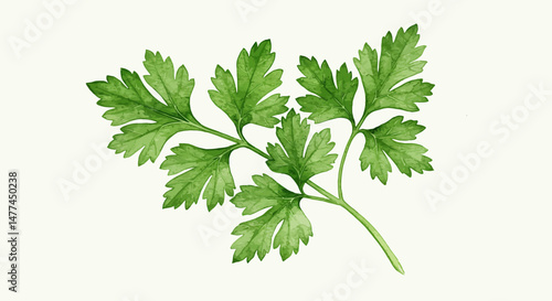 A Delicate Watercolor Painting Showcases The Vibrant Green Hues And Intricate Details Of A Parsley Sprig Creating A Fresh And Natural Feel On A Textured White Paper Surface