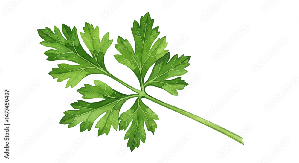 Isolated Vector Illustration Of Fresh Green Parsley Sprig On A White Background Showcasing Its Vibrant Color And Intricate Leaf Structure Rendered In A Detailed Artistic Style Isolated Vector Illustration Of Fresh Green Parsley Sprig On A White Background Showcasing Its Vibrant Color And Intricate Leaf Structure Rendered In A Detailed Artistic Style