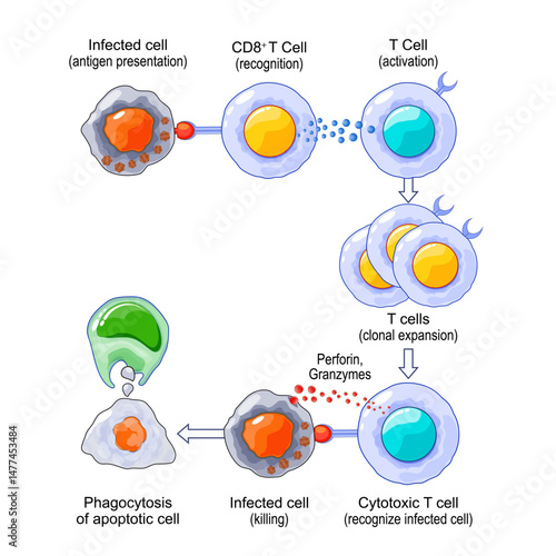 T-cell Activation and Response. Adaptive immunity.