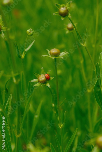 4K Ladybug on a flower bud