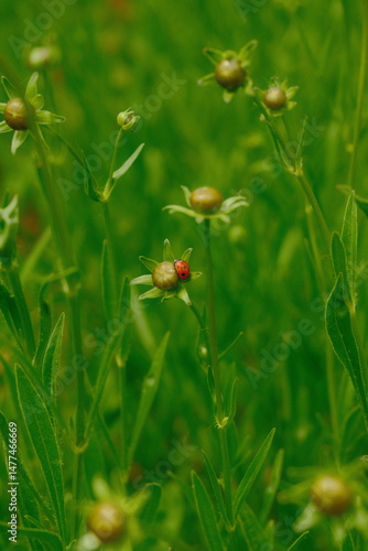 4K Ladybug on a flower bud