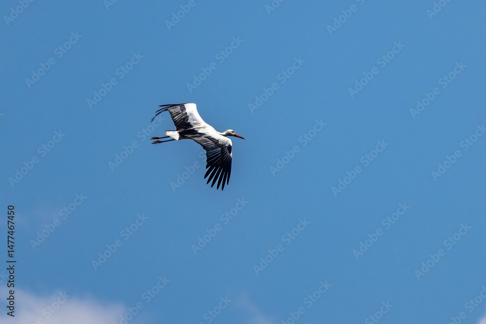 Obraz premium A white stork in flight against a blue sky