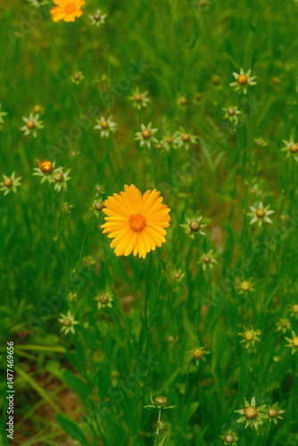 4K Yellow wildflowers