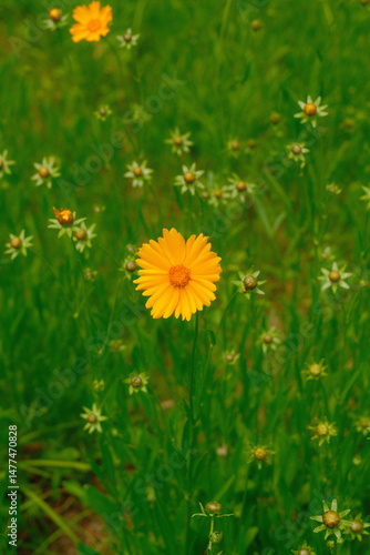 4K Yellow wildflowers