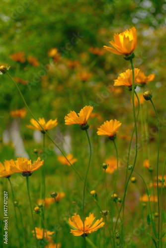 4K Yellow wildflowers
