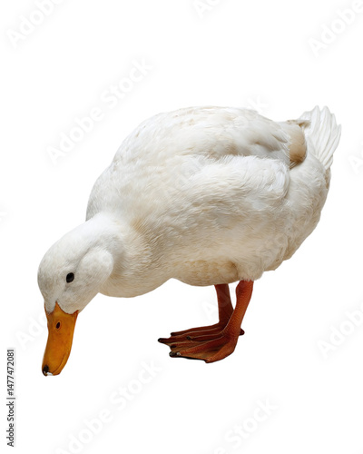 White duck foraging on the ground, showcasing its feathers and natural behavior in a serene setting