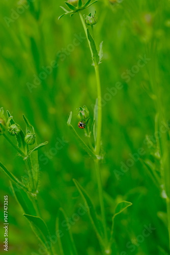 4K Ladybug in the grass