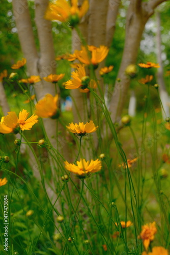 4K Yellow wildflowers