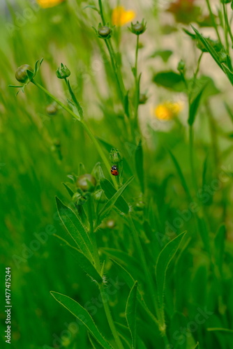 4K Ladybug in the grass