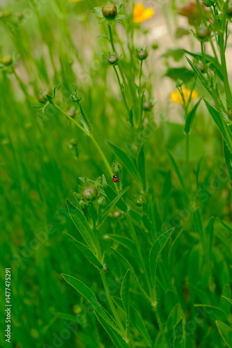4K Ladybug in the grass