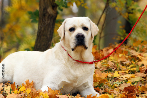 yellow labrador retriever in summer close up