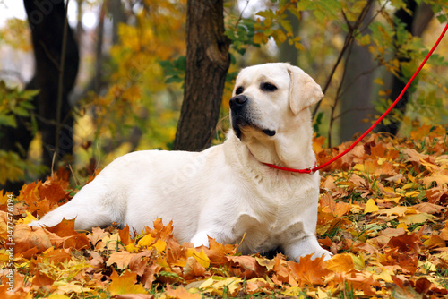 yellow labrador retriever in summer close up