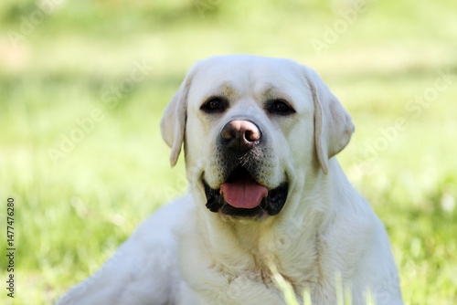 yellow labrador retriever in summer close up
