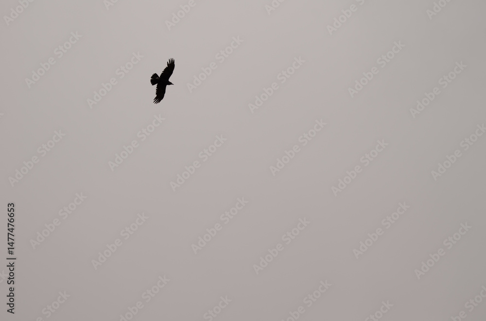 Fototapeta premium Common raven Corvus corax canariensis in flight. Cruz de Pajonales. The Nublo Rural Park. Tejeda. Gran Canaria. Canary Islands. Spain.