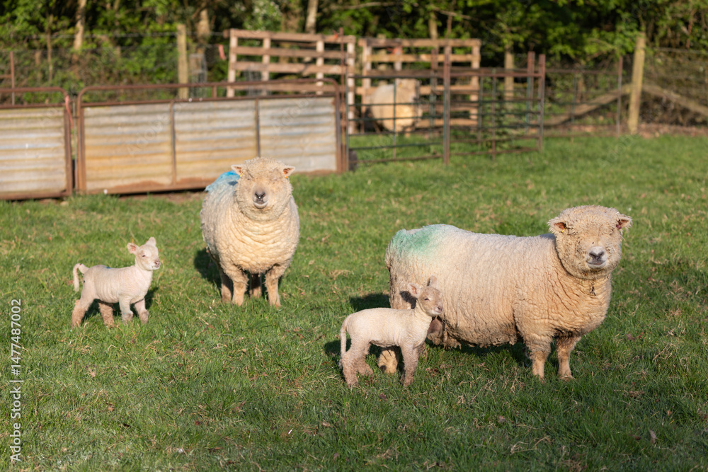 Obraz premium Ryeland breed sheep showing ewes and lambs in field, Highclere, Hampshire, England, United Kingdom, Europe