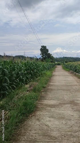 Village road through corn plantation