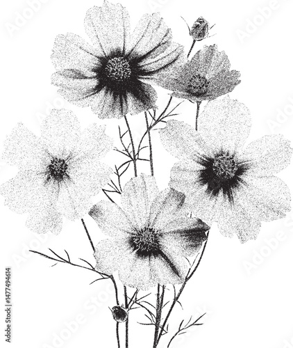 Black and white xerox effect cosmos flowers vector illustration grainy textured floral design element vintage stipple shading botanical drawing isolated monochrome blooming blossom nature plant