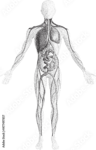 Black and White Xerox Effect Human Body Anatomy Vector Illustration Showing Internal Organs and Circulatory System Medical Diagram Educational Resource Healthcare Concept Biology Science Design