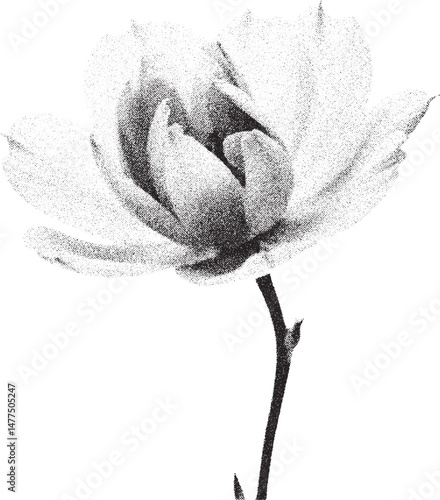 Black and white xerox effect vector illustration of a blooming magnolia flower with stem isolated on white background ideal for vintage botanical prints minimalist floral designs nature inspired