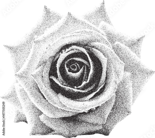 Black and white xerox effect rose vector illustration grainy textured floral design element vintage stipple shading dots rose bloom isolated monochrome flower head botanical graphic romantic symbol