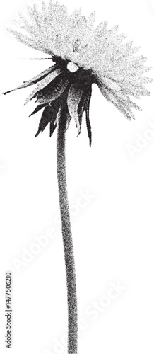 Black and white xerox effect vector illustration of a dandelion flower with stem isolated on white background grainy textured distressed vintage style floral design element monochrome botanical