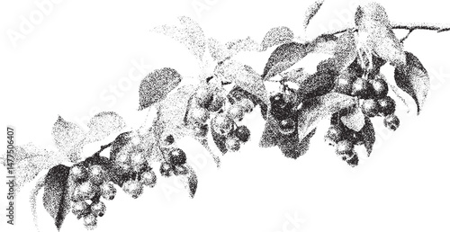 Black and white xerox effect vector illustration of berries and leaves botanical illustration grainy texture vintage style nature drawing speckled textured monochrome floral design element isolated