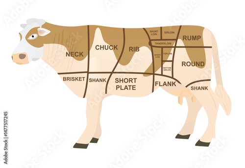 Beef meat diagram. vector illustration