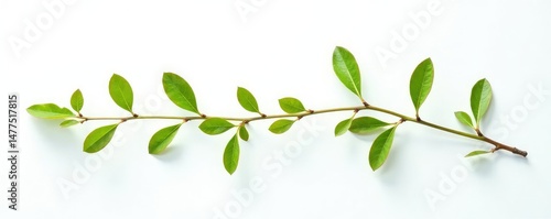 Wallpaper Mural Isolated branches of a small shrub on a white background with a soft light effect, nature, simple, natural Torontodigital.ca