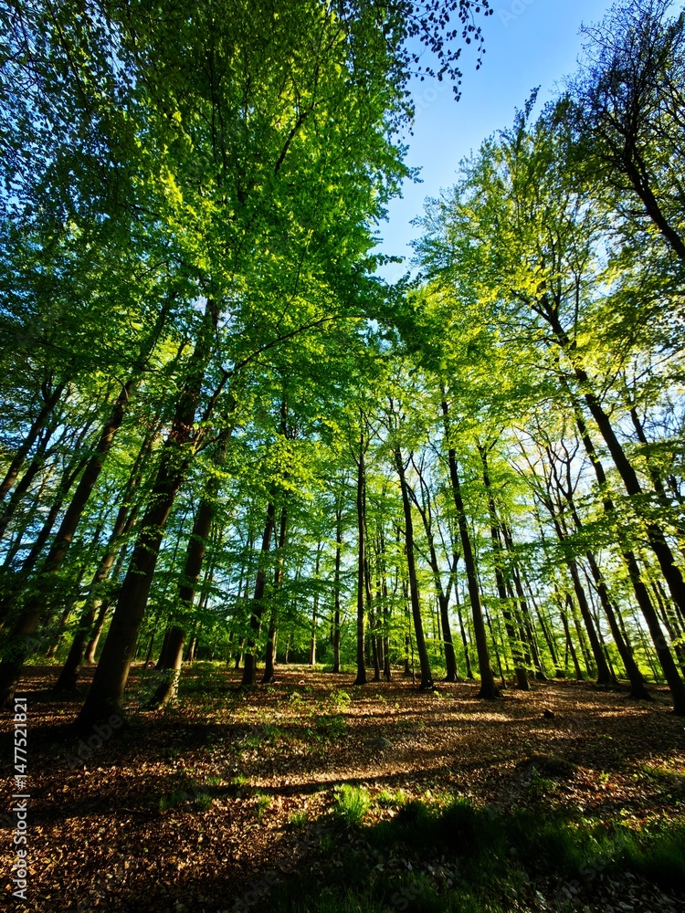 Fototapeta premium forest in autumn