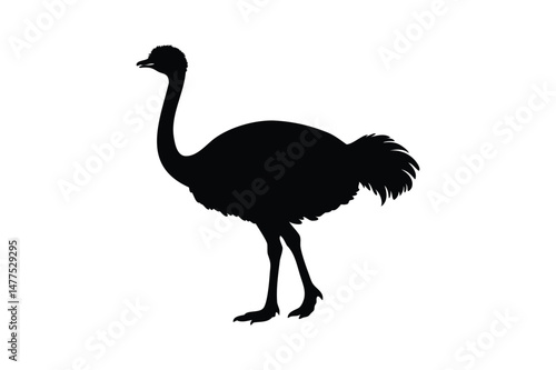 Ostrich silhouette
