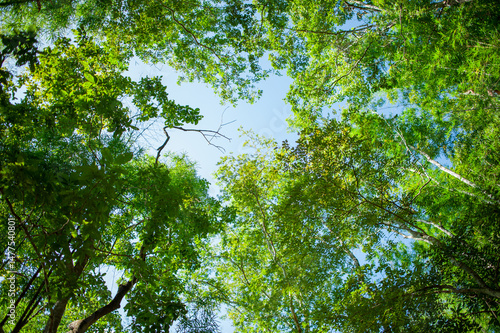 The lush green canopy of a tropical rainforest