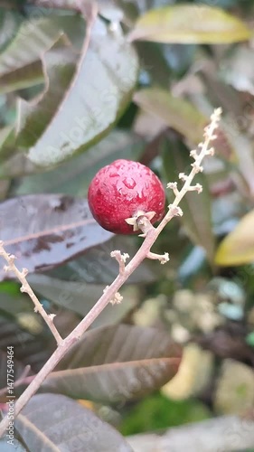 Ripe longan on branch