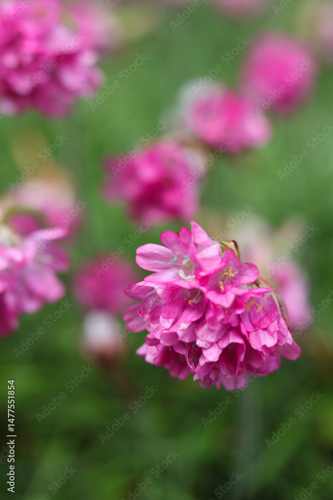 beautiful flowers of Armeria maritima, the thrift, sea thrift or sea pink in the garden beautiful flowers of Armeria maritima, the thrift, sea thrift or sea pink in the garden