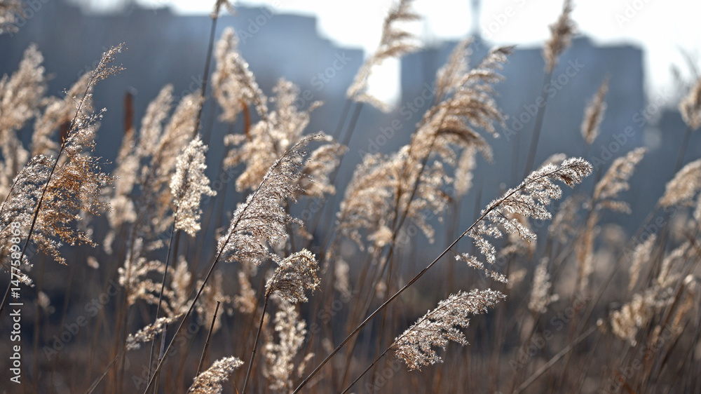 Fototapeta premium Phragmites. autumn reeds. Golden, dry winter sedge phragmites australis in selective focus. Thickets of fluffy, dry trunks. genus of reed grasses found in wetlands. nature background close up