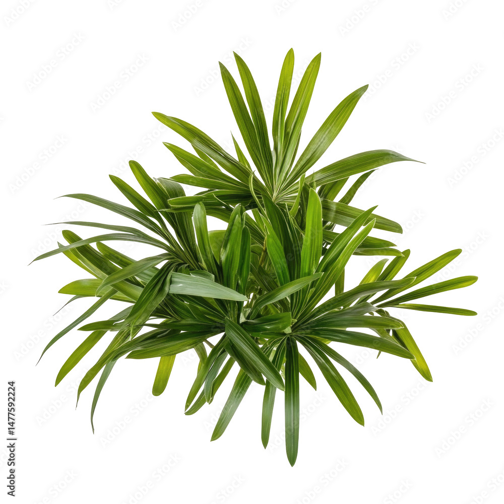 Fototapeta premium Little Broadleaf Lady Palm isolated on a transparent background