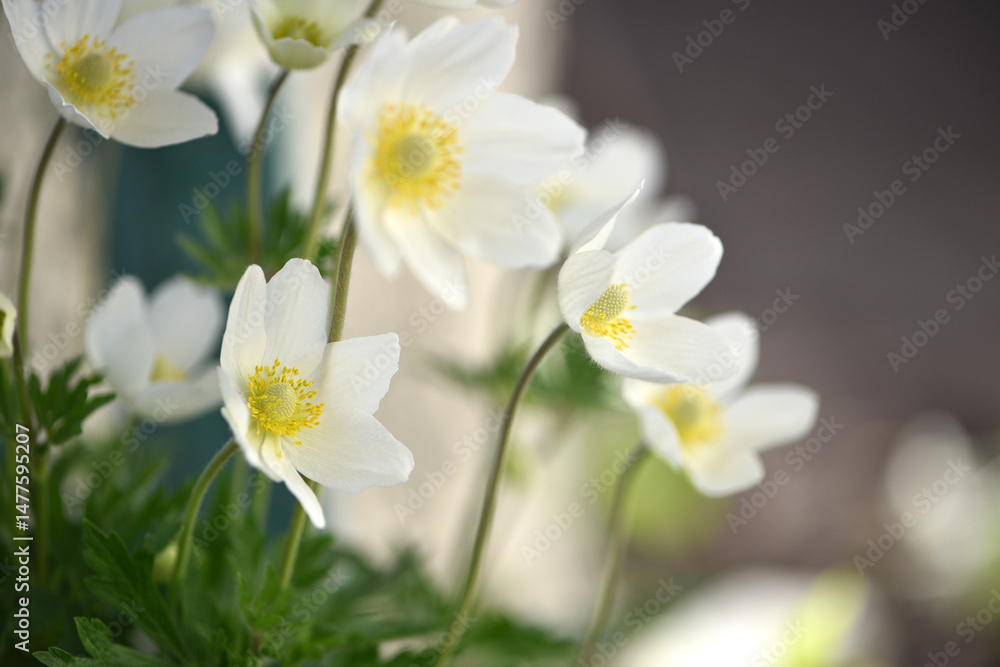 Obraz premium Anemone sylvestris. delicate flowers in the garden, in the flowerbed. floral background. beautiful delicate Anemone sylvestris. white flowers on a natural background. spring season, close-up