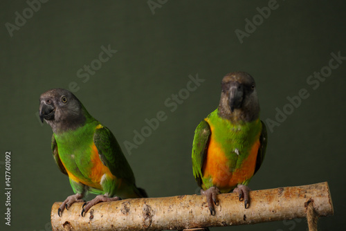 Senegalese parrots on a dark background