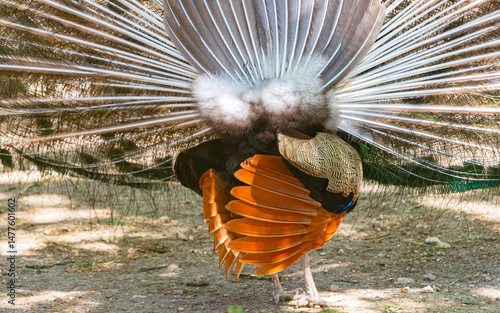Juvenile Peacock Displaying Rear View at the zoo