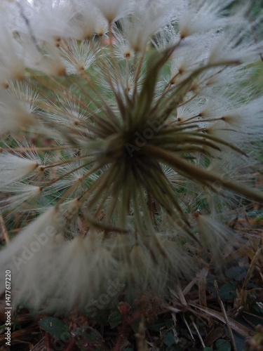 through dandelion seeds, close up, fall season